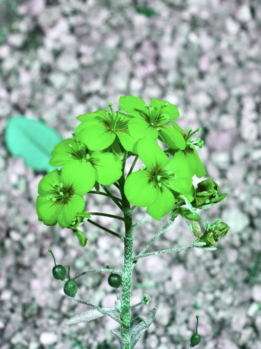 Image of Physaria densiflora by (c) Michelle W. （鍾偉瑋）, some rights reserved (CC BY)