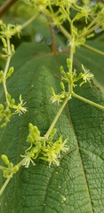 Heliocarpus terebinthinaceus