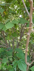 Heliocarpus terebinthinaceus