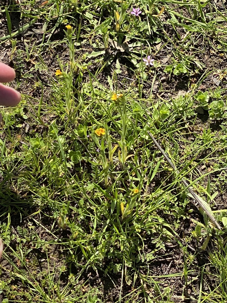 Common Fiddleneck from Coyote Valley Open Space Preserve, San Jose, CA ...