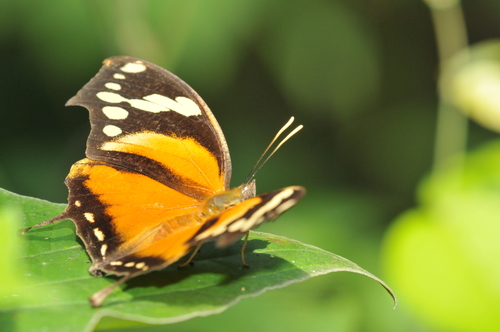 Tiger Leafwing