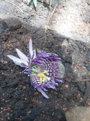 Passiflora laurifolia
