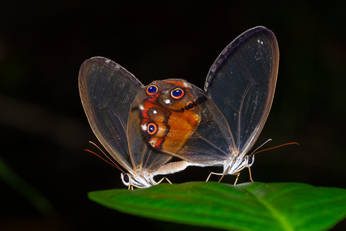 Subespecies Haetera piera piera · NaturaLista Mexico