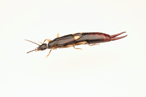 Photo of Brown-winged Earwig (Vostox brunneipennis)