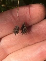 Carex castanea