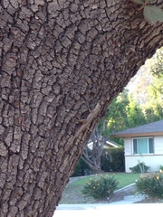 Sceloporus occidentalis