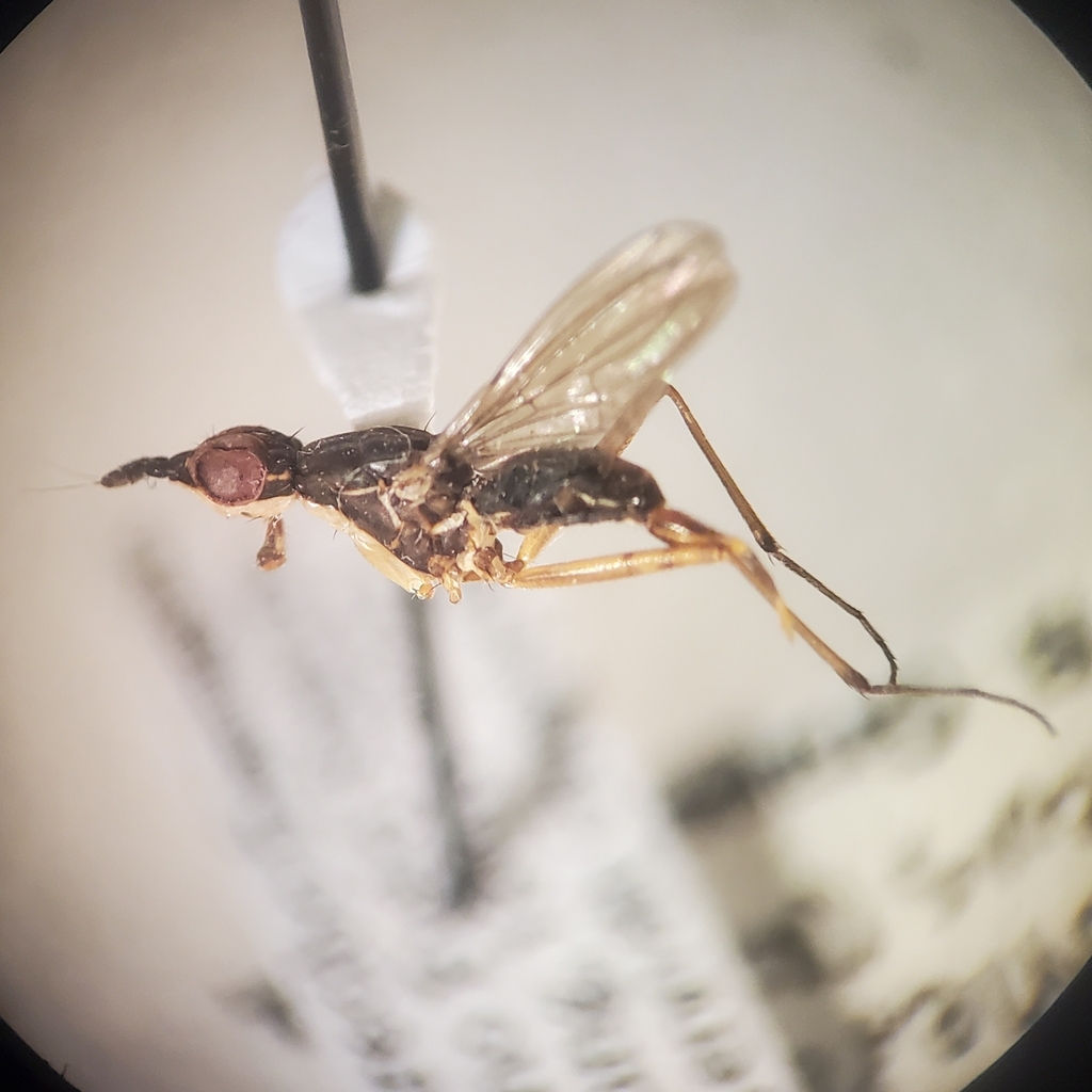 Antillonerius cinereus