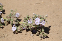 Convolvulus hystrix image