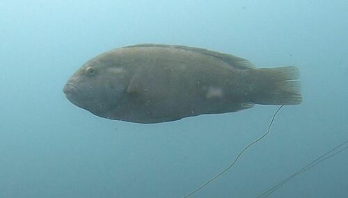 Black-fish (Tautoga onitis) — Labridae — 4