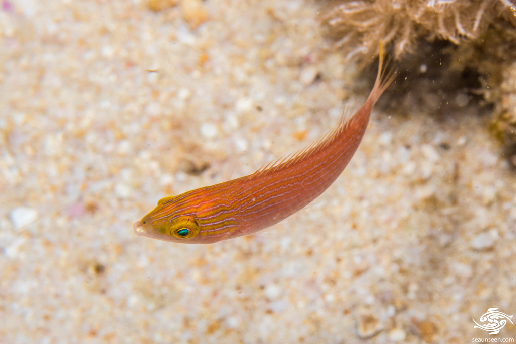 Pseudojuloides edwardi