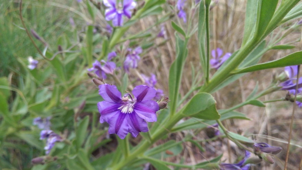 Goodenia stobbsiana