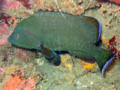 Redmouth Grouper photo 5
