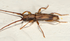 Pelossus apicalis