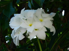 Plumeria pudica