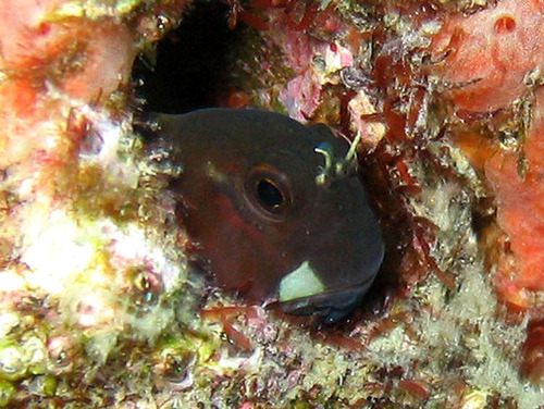 Bicolor blenny (Ecsenius bicolor) — Blenniidae — 5