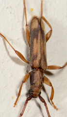 Pelossus apicalis
