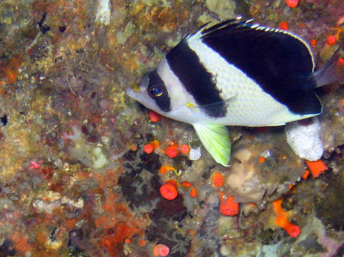 Burgess's butterflyfish (Chaetodon burgessi) — Chaetodontidae — 5