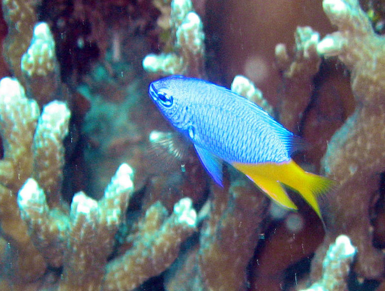 Giti Damselfish