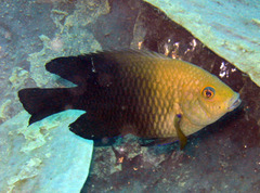 Lagoon Damselfish photo 4