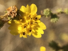 Holocarpha virgata virgata
