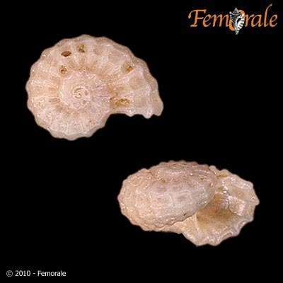 Liotiidae