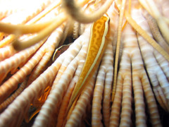 Crinoid Clingfish photo 1