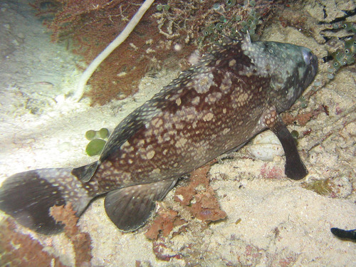 Yellow-spotted Grouper