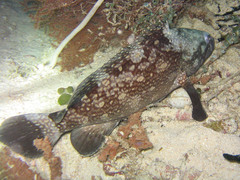 Yellow-spotted Grouper