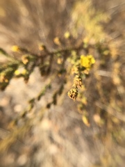 Holocarpha virgata virgata