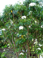 Plumeria pudica