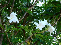 Plumeria pudica