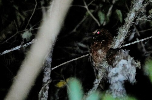 Santa Marta Screech Owl (Megascops gilesi), photo 6