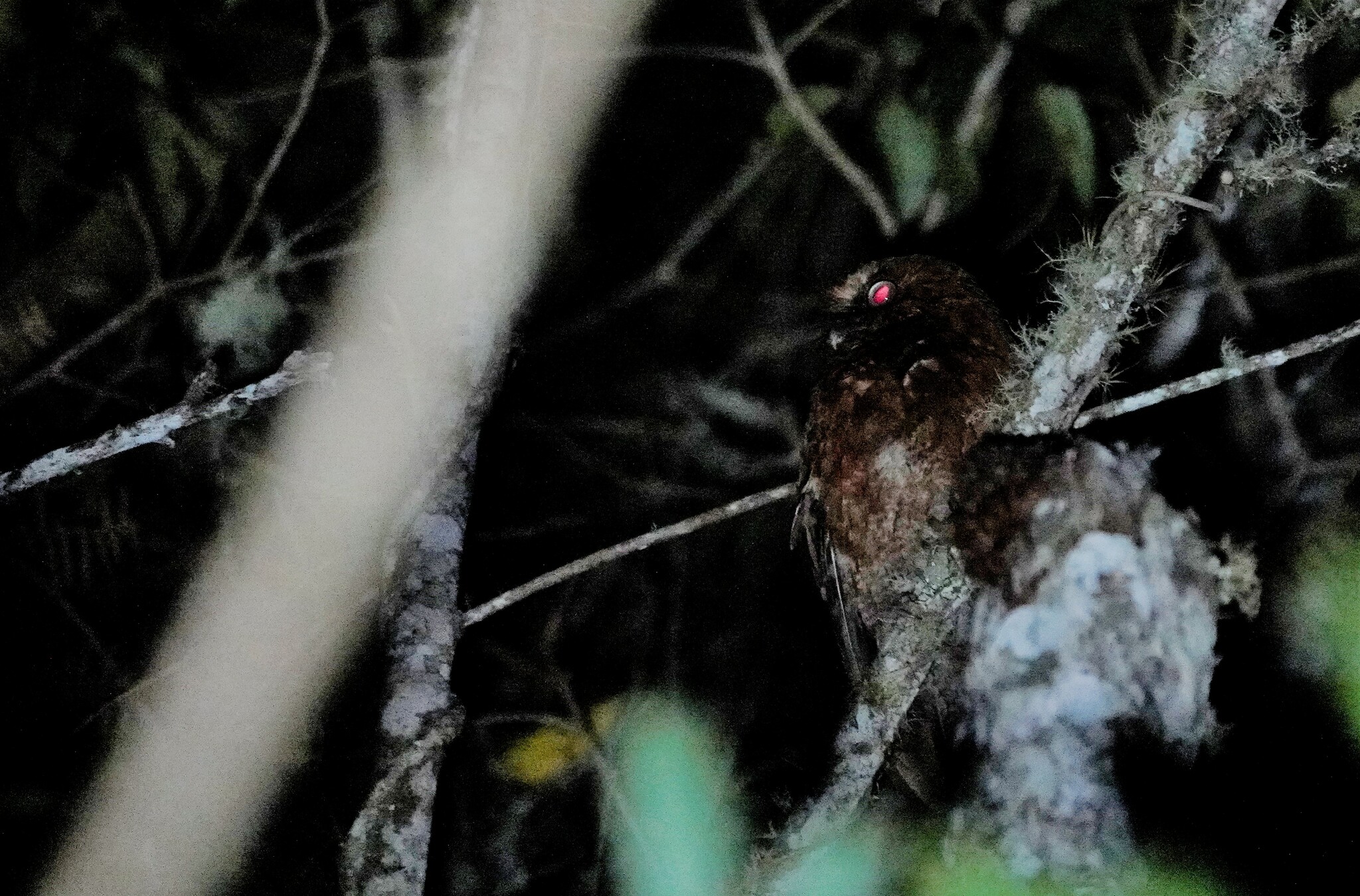Santa Marta Screech Owl (Megascops gilesi), photo 7