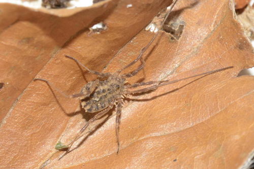 Homalenotus quadridentatus
