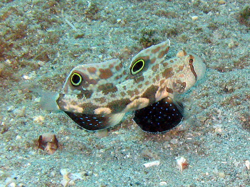 Crab-eye goby (Signigobius biocellatus) — Gobiidae — 4