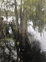 Taxodium distichum image