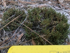 Selaginella acanthonota