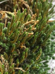 Selaginella acanthonota