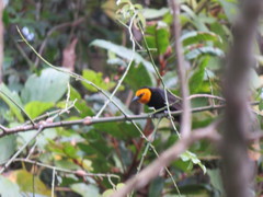 Ploceus melanogaster