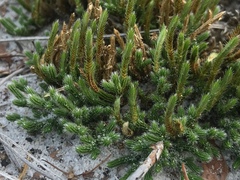Selaginella acanthonota