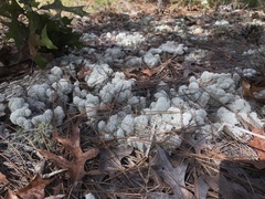 Cladonia evansii