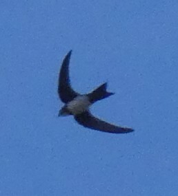 Alpine Swift