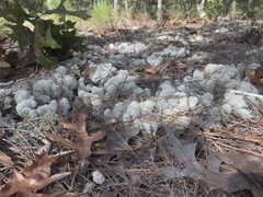 Cladonia evansii
