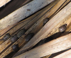 Acanthoscelides obtectus