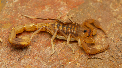 Common Lesser-Thicktail Scorpion