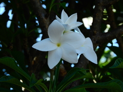 Plumeria pudica