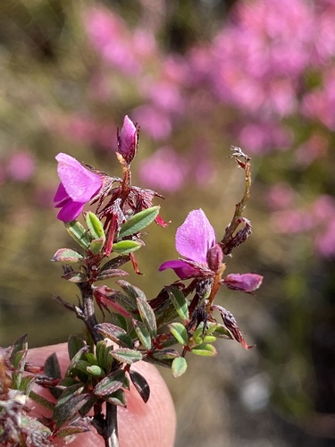Indigofera crewiana MS (Indigofera crewiana)