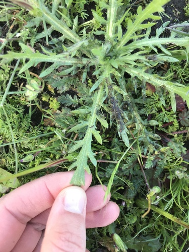 iNaturalist observation photo of Spikeweeds