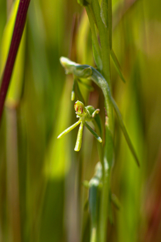 Habenaria filicornis image