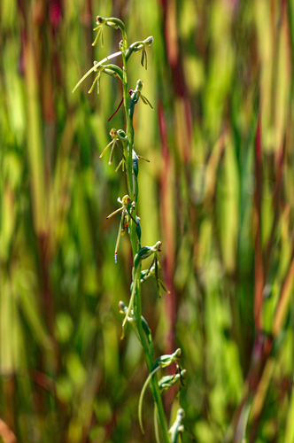 Habenaria filicornis image